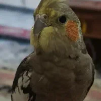 عروس هلندی گمشده(ظفر)