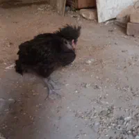 جوجه مرغ