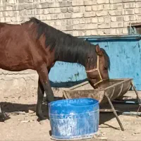 اسب|اسب و تجهیزات اسب‌سواری|قم, قلعه کامکار|دیوار