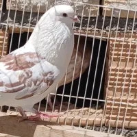 کفتر زاغ دم سفید چونه سفید ماده نر پشتار گولی
