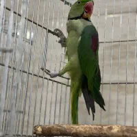 شاه طوطی
