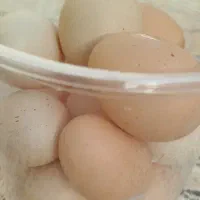 تخم مرغ محلی