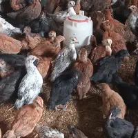 جوجه محلی نژاد گلپایگان اصل واکسن شده ماوض بامرغ خ