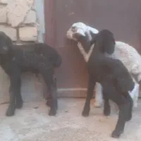 بره شیری نر و ماده