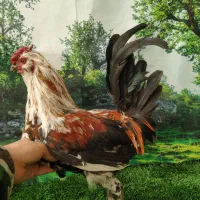 تخم مرغ نطفه دار گلین لری|حیوانات مزرعه|مشهد, چاهشک|دیوار