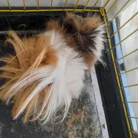 خوکچه هندی موبلند