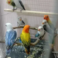 کوتوله عروس گرینچیک کاسکو خورشیدی یووینگ فیشر|لوازم جانبی حیوانات|مشهد, کشف|دیوار