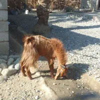 گوسفند پاکستلنی