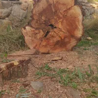 خرید و هرس درخت|خدمات باغبانی و درختکاری|تبریز, |دیوار