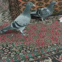 کبوتر جوجه تازه دون خور