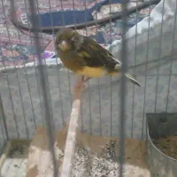 قناری ماده معامله|پرنده|فسا, |دیوار