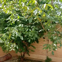 همکف حیاط دار|فروش آپارتمان|شاهین‌شهر, گرگاب|دیوار