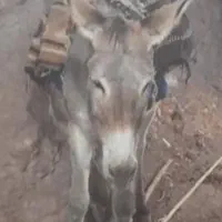 دوعدد الاغ جوان قوچاق|حیوانات مزرعه|قزوین, |دیوار