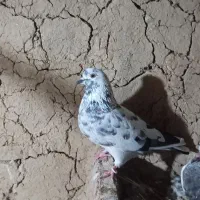 کفتر فروشی|پرنده|مینودشت, |دیوار