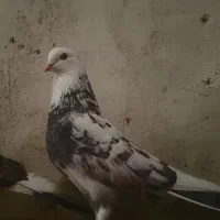 کبوتر شازده سرور نر توح کاکل