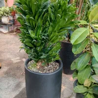 تخفیف ویژه گل گیاه آپارتمانی تعویض و درمان در محل|گل و گیاه طبیعی|مشهد, شهرک صنعتی توس|دیوار