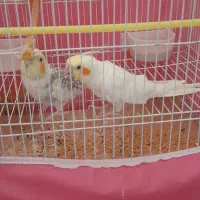 عروس هلندی|پرنده|اسفرورین, |دیوار