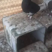 کبوتر گمشده