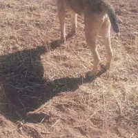 سلام ی قلاده توله سگ سرابی مخصوص مخصوص نگهبانی