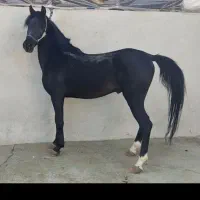 اسب نریان مشکی