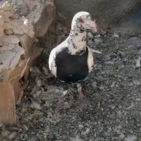 سینه مشهدی|پرنده|کاشمر, |دیوار