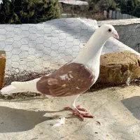 کبوترهوایی