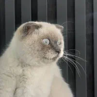 دوعدد گربه اسکاتیش