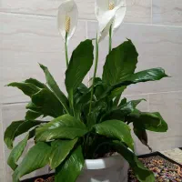 گل آپارتمانی