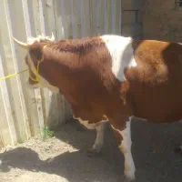 نوبر آبستن ۸ماه