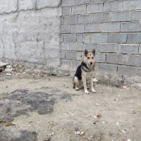 واگذاری سگ به ۱۵م تومان