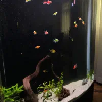 اکواریوم L1000دلسا|ماهی|بندرعباس, |دیوار