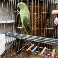 طوطی ملنگو سایز بزرگ