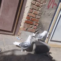 گمشده پیرانشهر کونه خانه