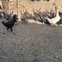 نقدی ومعاوضه با زعفران|حیوانات مزرعه|تایباد, |دیوار