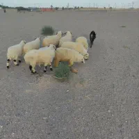 گوسفندفروشی ریگان