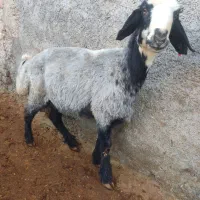 فروش بره نر|حیوانات مزرعه|پاسارگاد, |دیوار