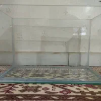 آکواریوم|ماهی|قزوین, |دیوار