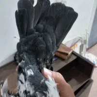 کبوترکله|پرنده|شیراز, فاضل|دیوار