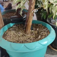 گل بنجامین|گل و گیاه طبیعی|نوشین شهر, |دیوار