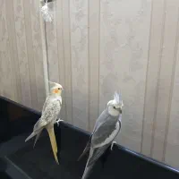 عروس هلندی جفت خورده مولد واقعی|پرنده|اسلامشهر, مظفریه|دیوار