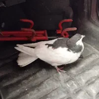 کفتر قزوینی