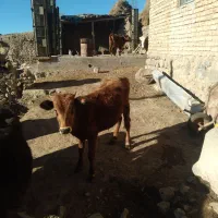 یک عدد گاو نر