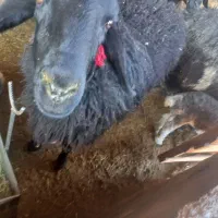 بره زیر میشی