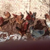 تعداد 16عددمرغ وخروس بفروش می رسد