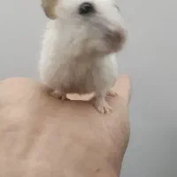 حیوان خانگی بی آزار