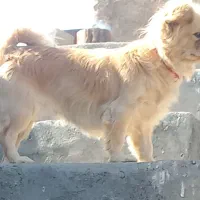 سگ پاپی|سگ|خمینی‌شهر, |دیوار