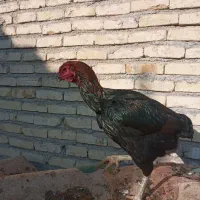 مرغ وخروس لاری نژاد دار