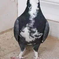 ابلغ گم شده