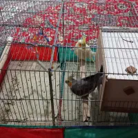 عروس هلندی|پرنده|سردرود, |دیوار