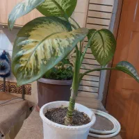 گل اپارتمانی